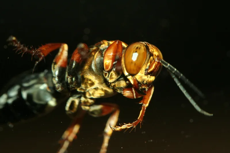 Macro photograph of a large orange and black insect with big amber eyes against a dark background